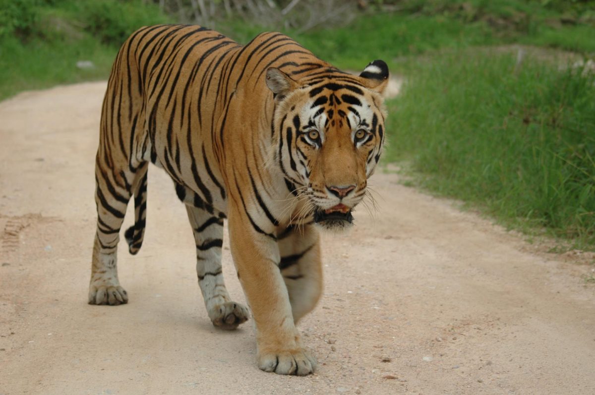 MP Tourism Jungle Camp, Panna National Park